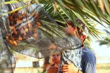 גדיד  תמרים אצל משפחת אלדר במושב צופר - האב מתן והילדים עתי בן 3.5 ואן בת 1.5 -