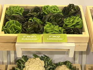 תערוכת אגרו משוב