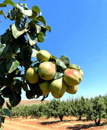 שפע פרי קיץ ישראלי