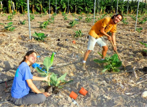 נטיעות  במטעי בננות בעין גב